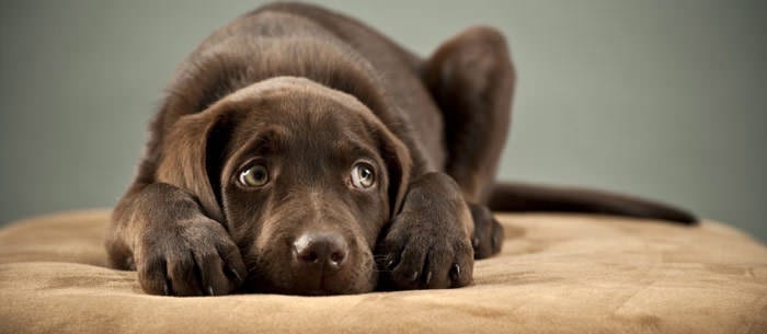 scared dog in crowd of holiday party people