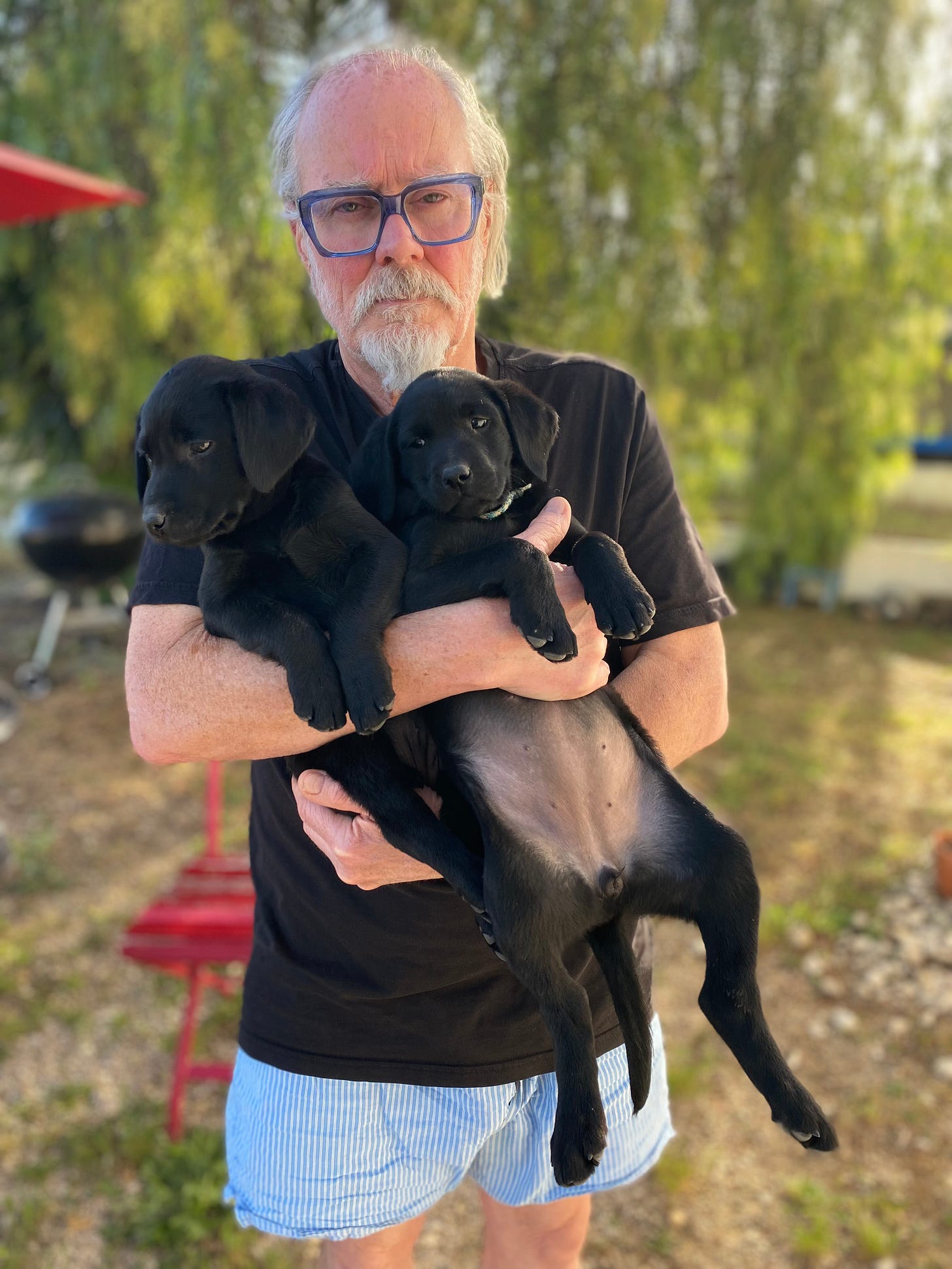 A man holding two black labrador puppies