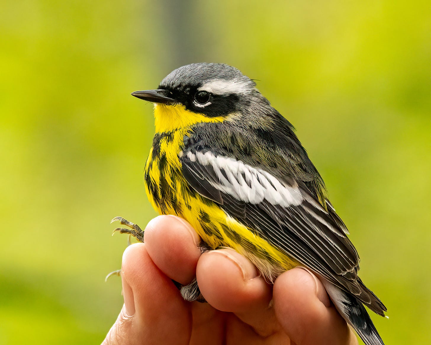 This image shows a human hand holding a magnolia warbler, which has a bright yellow breast with black streaks. The magnolia has a black stripe through its eye and a white stripe above its eye. It's lower eyelid is bright white.