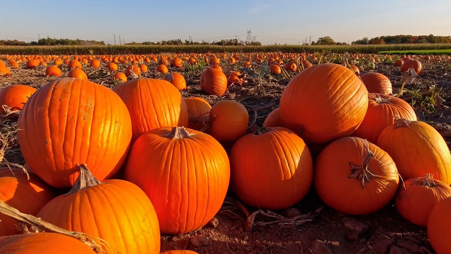 Pumpkin Crops Fall Victim to Extreme Weather - Videos from The Weather  Channel