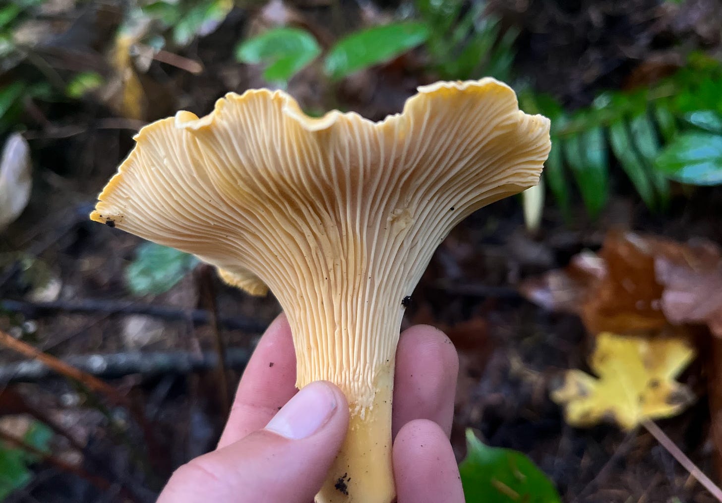 Golden chanterelle mushroom