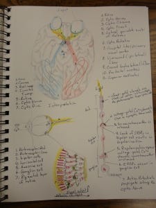 Sketches of Optic nerves