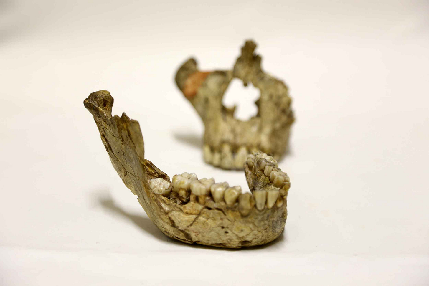 A fossil jaw and face of Australopithecus A fossil jaw and face of Australopithecus
