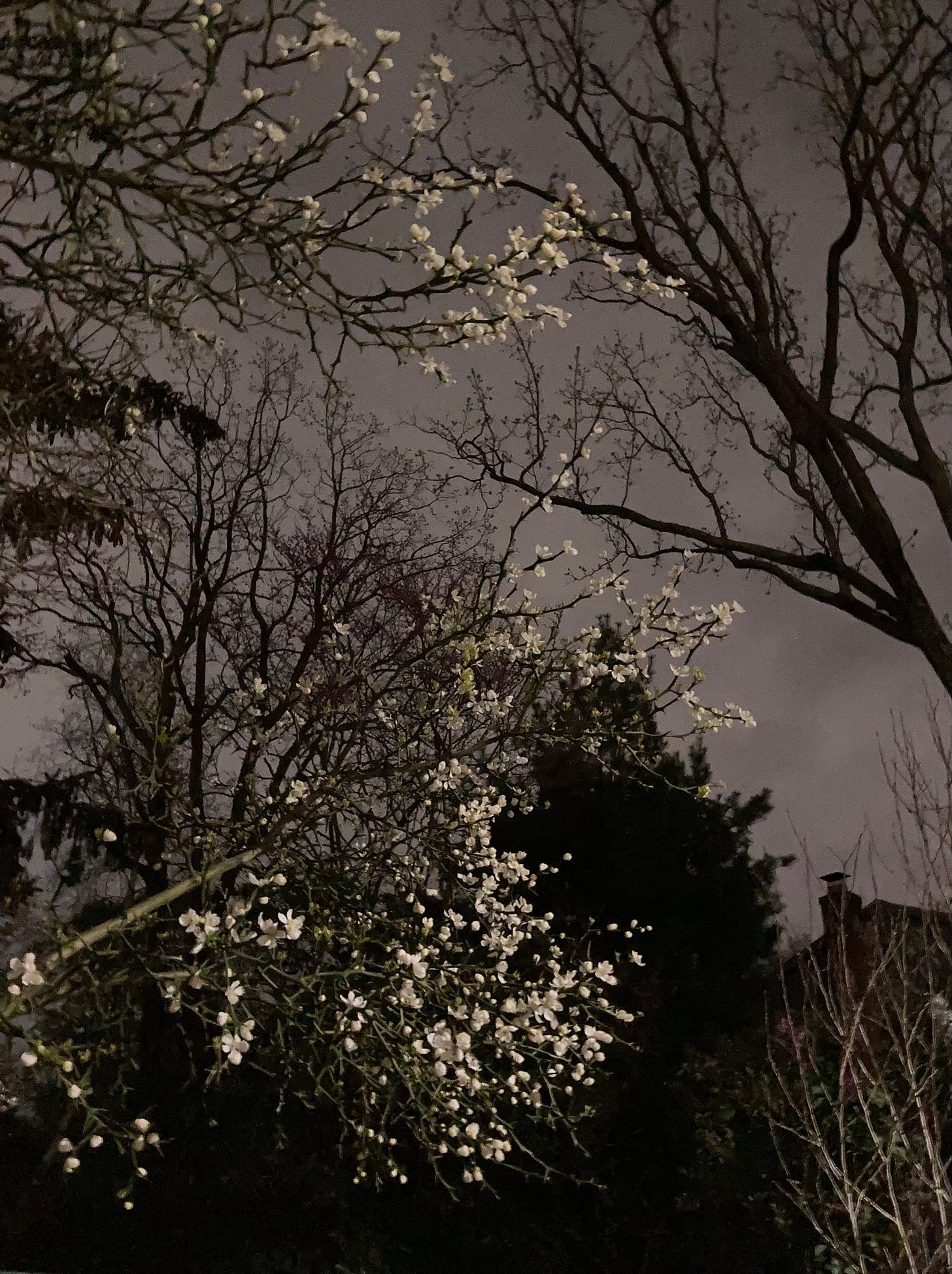 white blossoms on bare branches