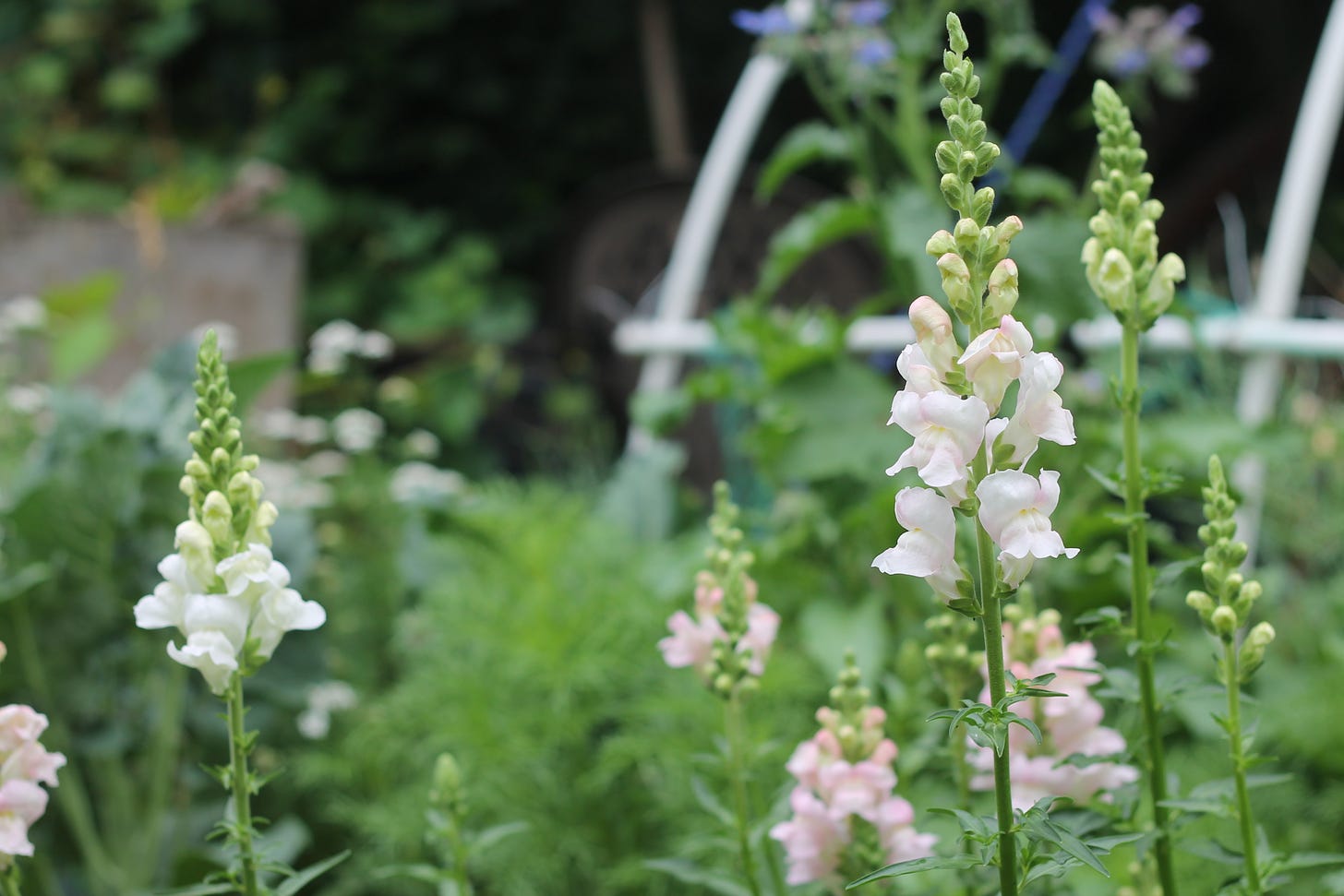 About five spear-like snapdragons, with bottom blossoms open, a pale white and pink