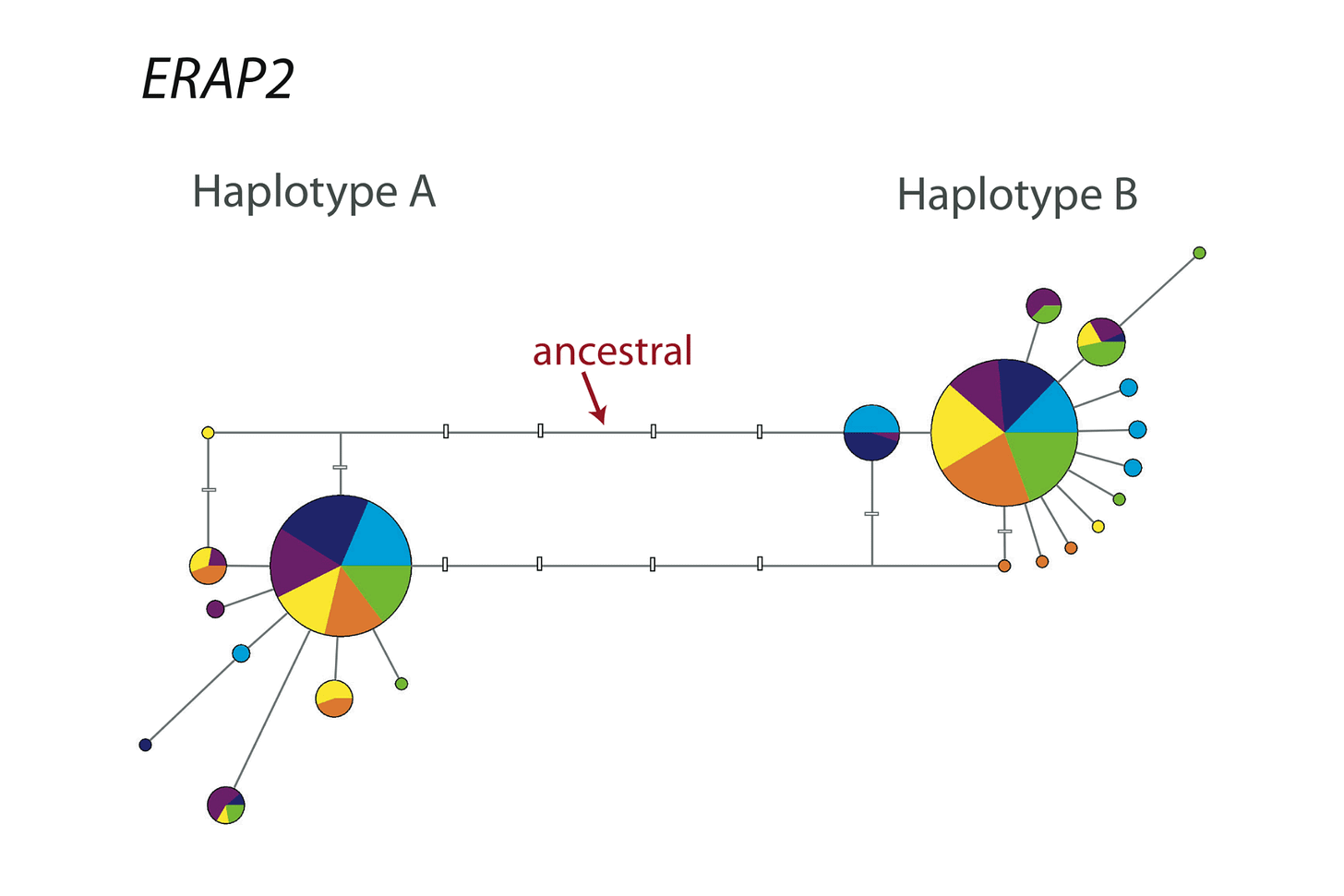 Pie charts with offshoots labeled as Haplotype A and Haplotype B connected by a branch with at least five intervening mutational changes Pie charts with offshoots labeled as Haplotype A and Haplotype B connected by a branch with at least five intervening mutational changes
