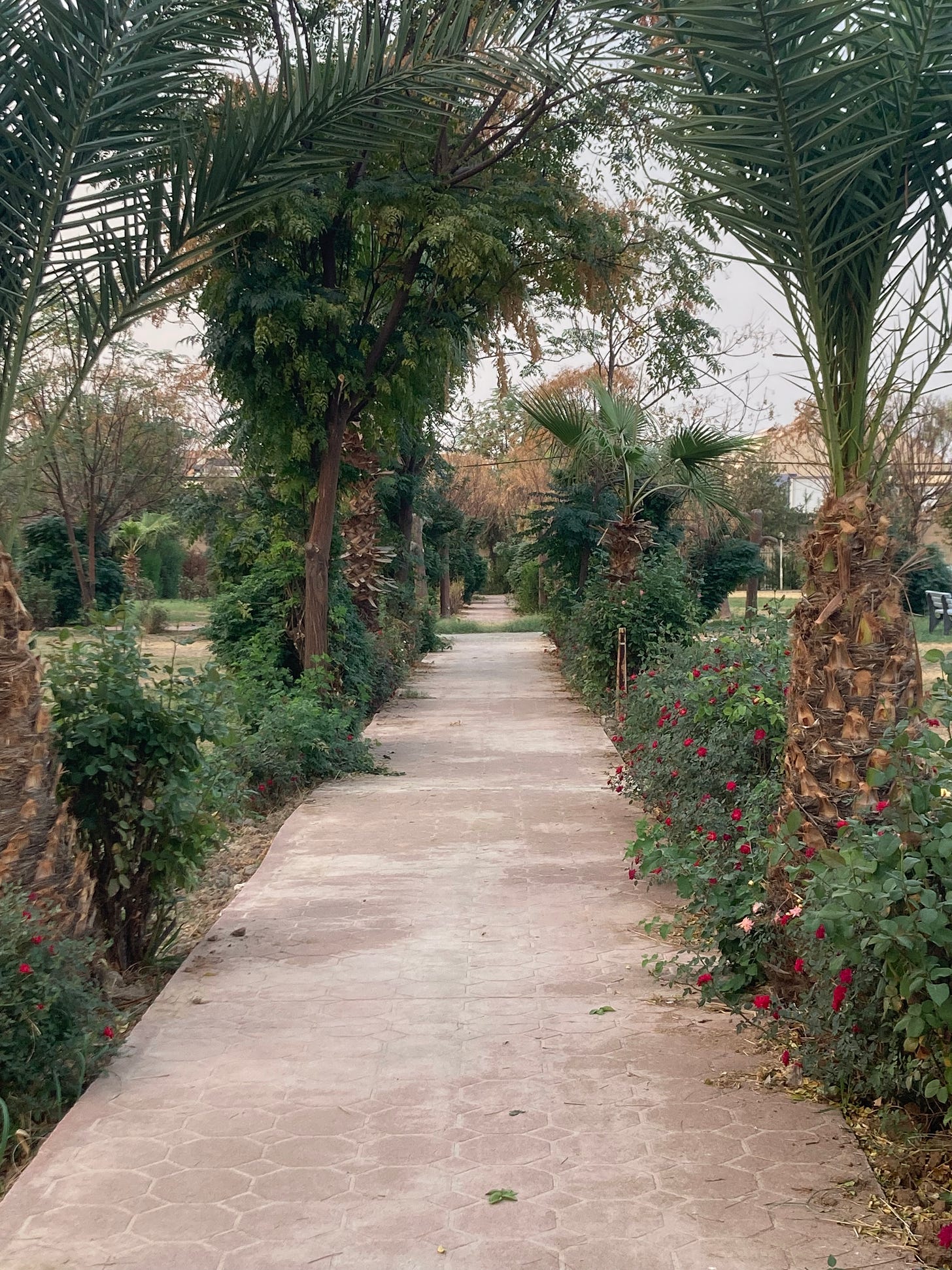 Palm trees and rose bushes in garden in Erbil.