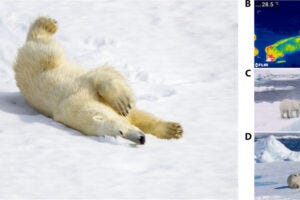 (A) Polar bear sliding down a snow slope at Sallyhamna, Spitsbergen Island, Svalbard, Norway. (B) Infrared image showing the temperature of the polar bear fur and the surrounding snow taken with an FLIR E75 24o (FLIR Systems OÜ, Estonia) Svalbard Archipelago, Norway. (C) Adult female polar bear shakes water from her fur after climbing out of the water onto sea ice. Olgastretet, Barents Sea, Svalbard Archipelago, Norway. (D) An adult male polar bear cleans his fur by rolling and rubbing against snow-covered sea ice. Arctic Ocean, near 81° N, north of Svalbard Archipelago, Norway. Image credits: (A) P. Souders, Getty Images; (B) J. Aars, Norsk Polarinstitutt; and (C) and (D) J. E. Ross, LifeOnThinIce.org.