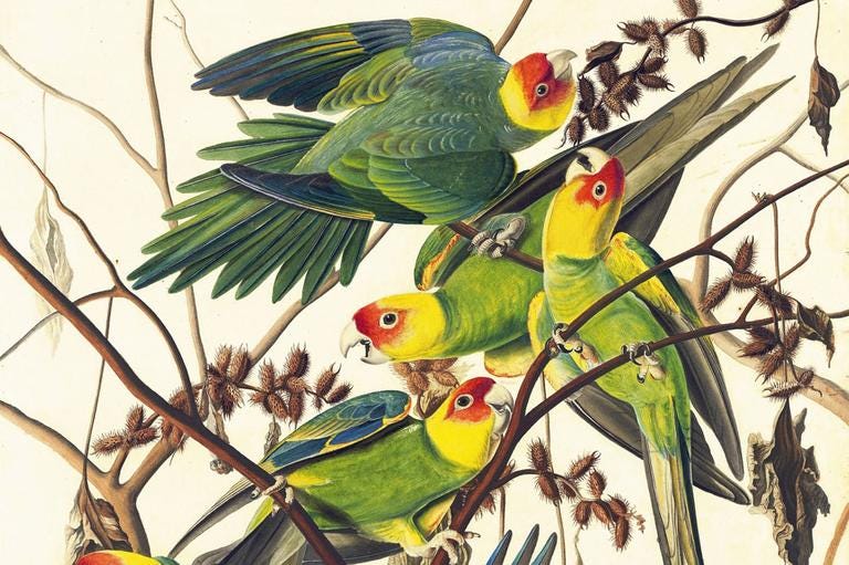 John James Audubon And 'The Birds Of America.' | On Point John James Audubon And 'The Birds Of America.' | On Point