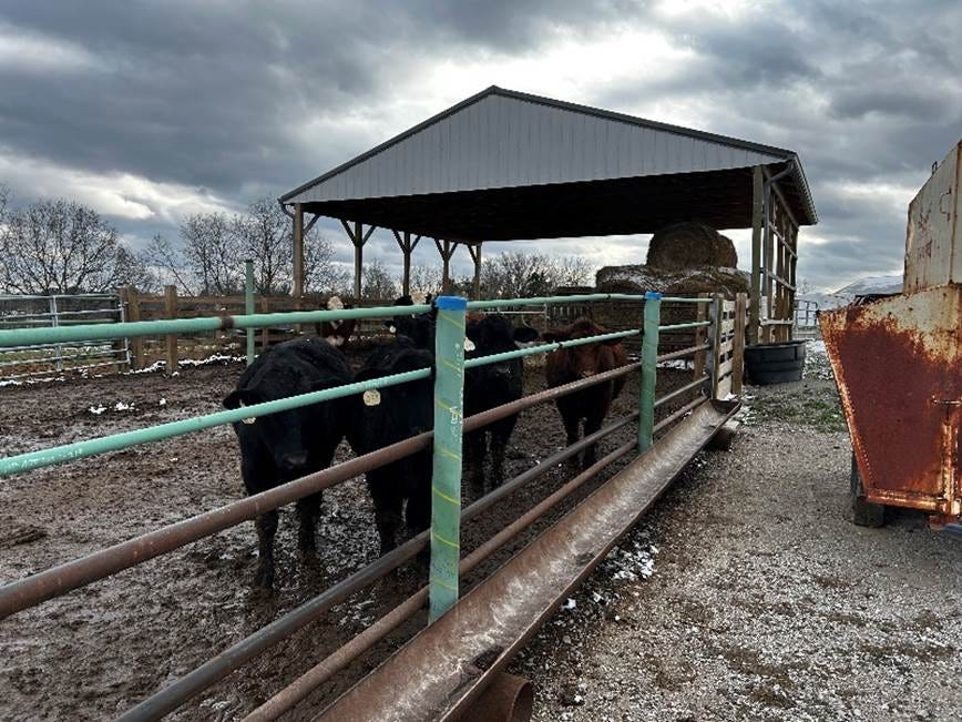 Cows cattle in a pen AI-generated content may be incorrect.