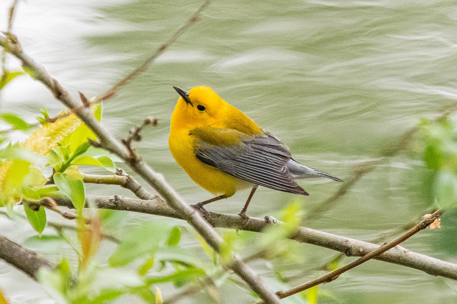 A Peeps-like prothonotary warbler, beak in the air, head slightly cocked, against a background of pale green, wavy water