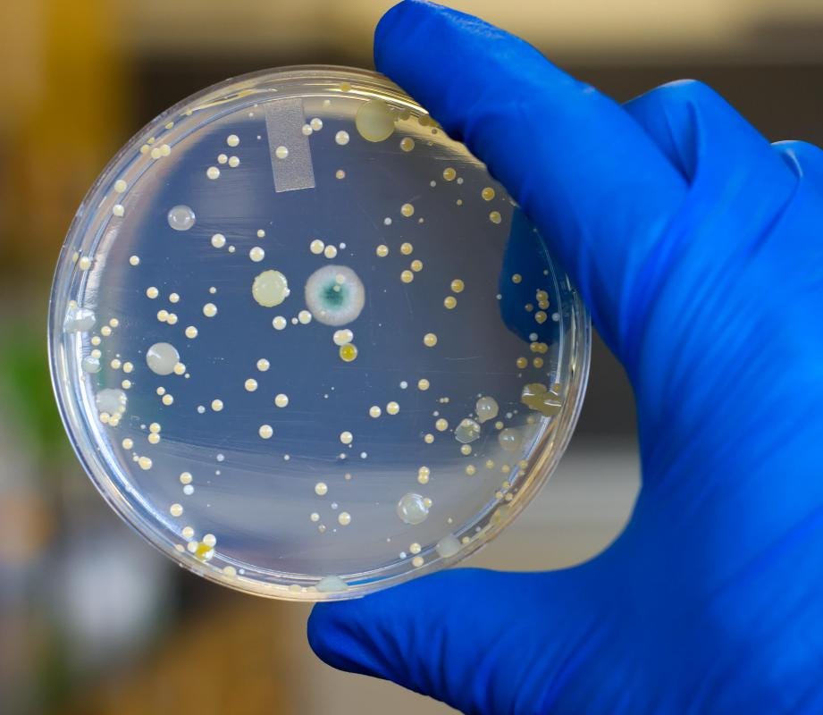 What is a Petri Dish? (with pictures)