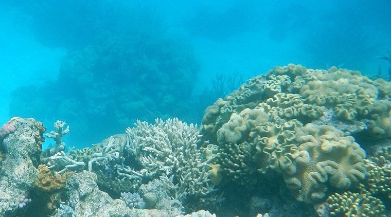 Ocean Acidification: Not Yet a Catastrophe for the Great Barrier Reef