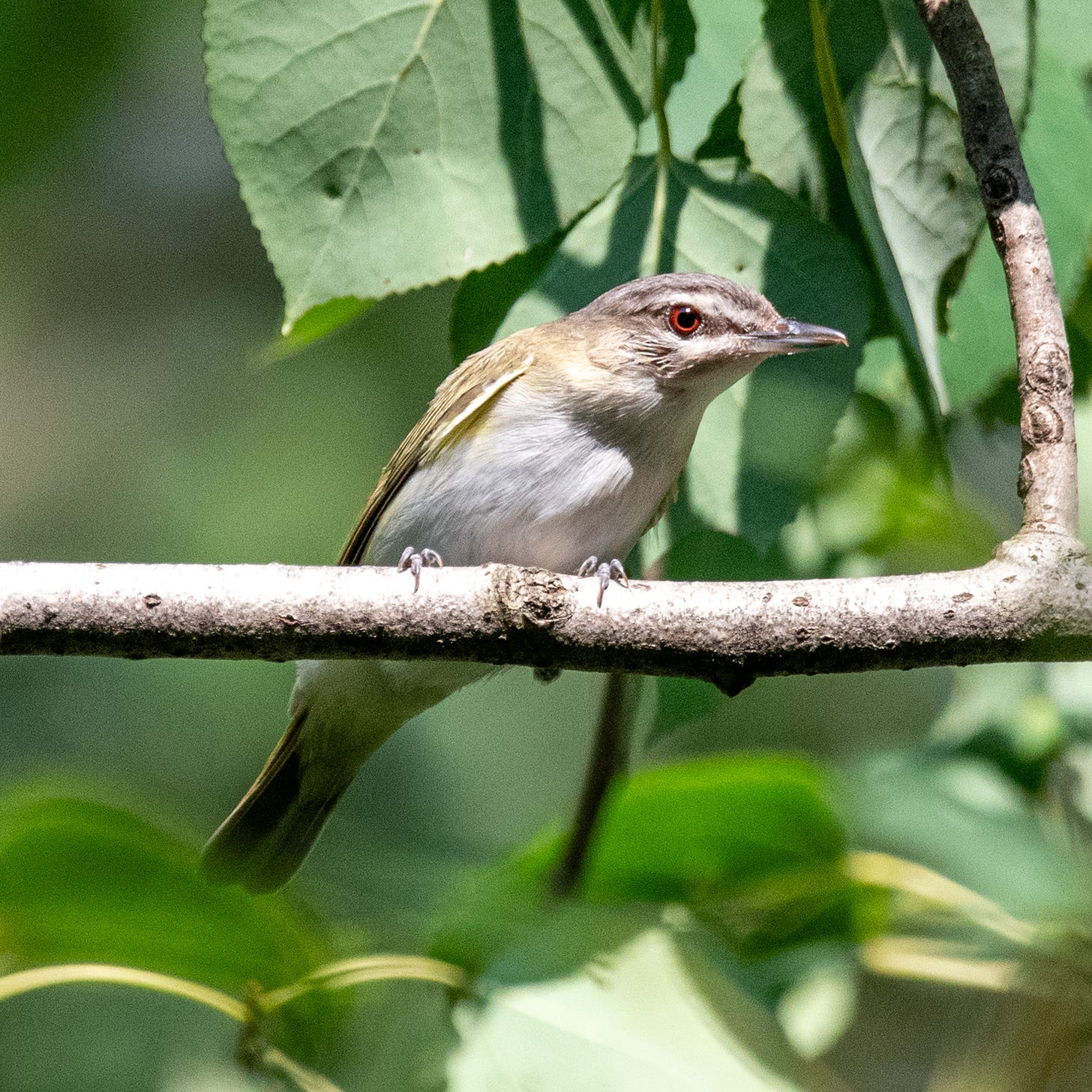 A red-eyed vireo, hunched forward on its perch