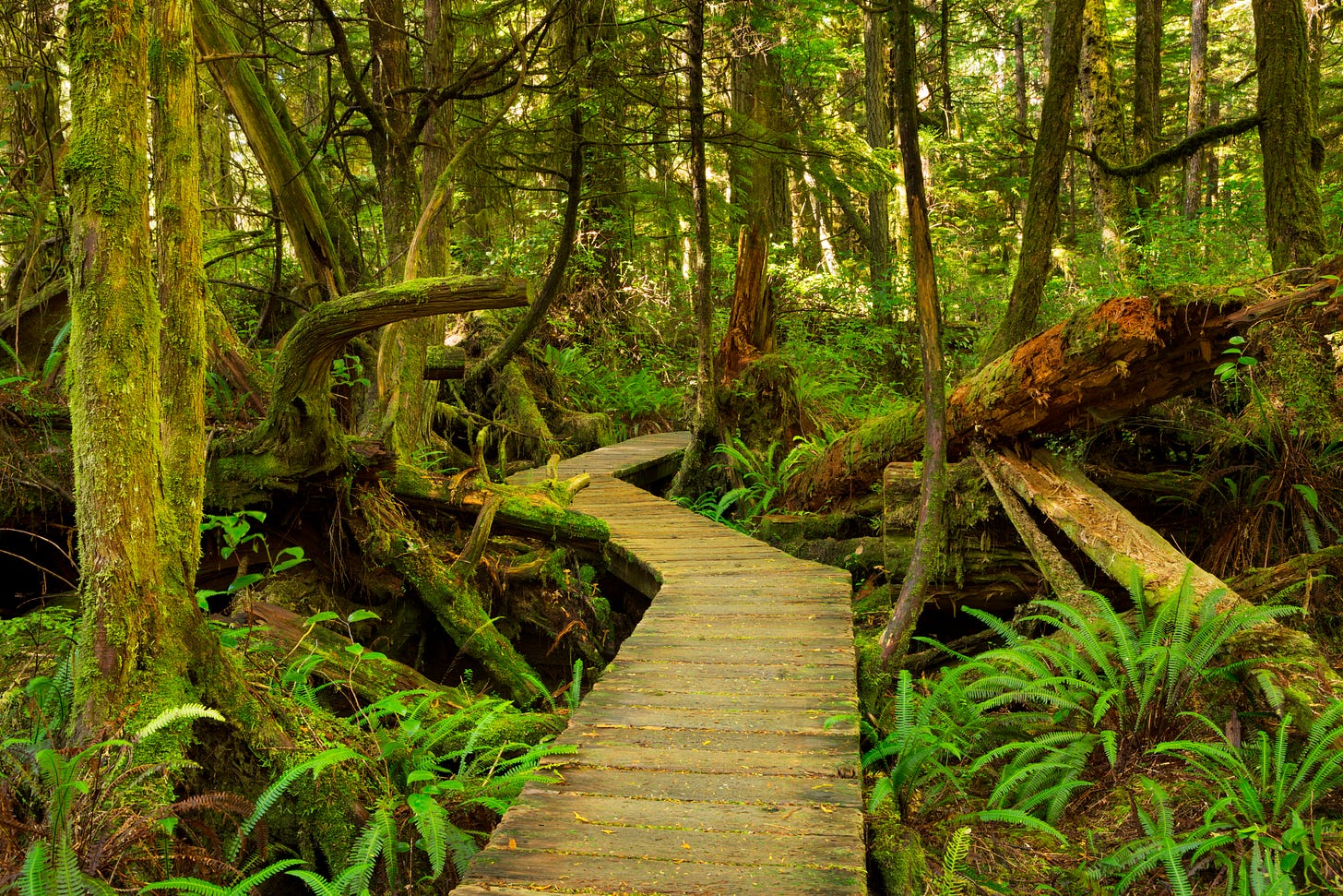 wooden boardwalk through beautiful forest