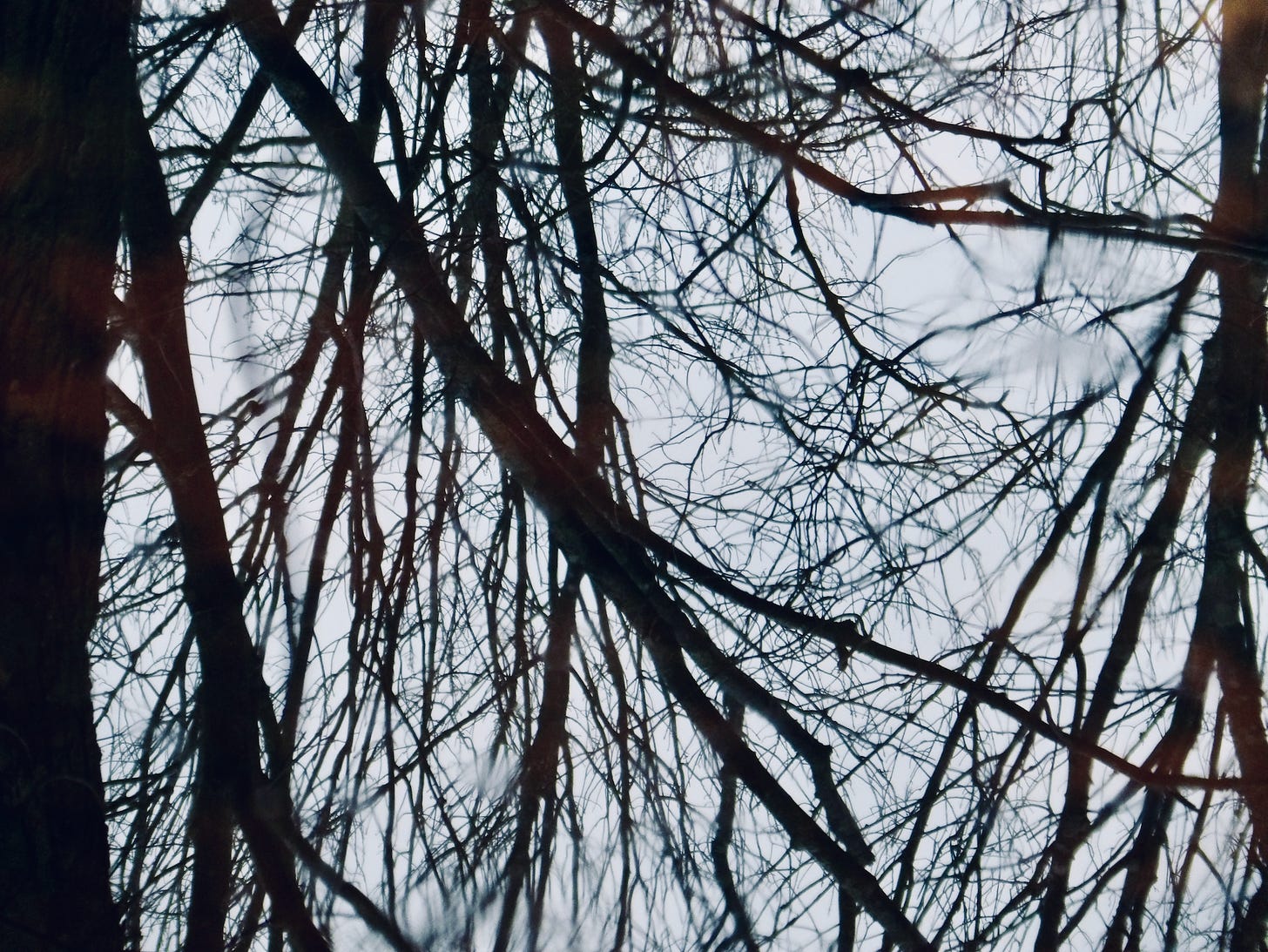 barren trees reflecting in water