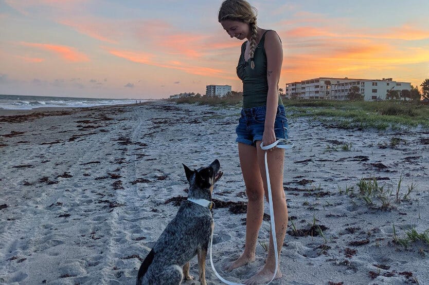 Scout the Australian cattle dog at sunset on dog-friendly Cocoa Beach in Florida