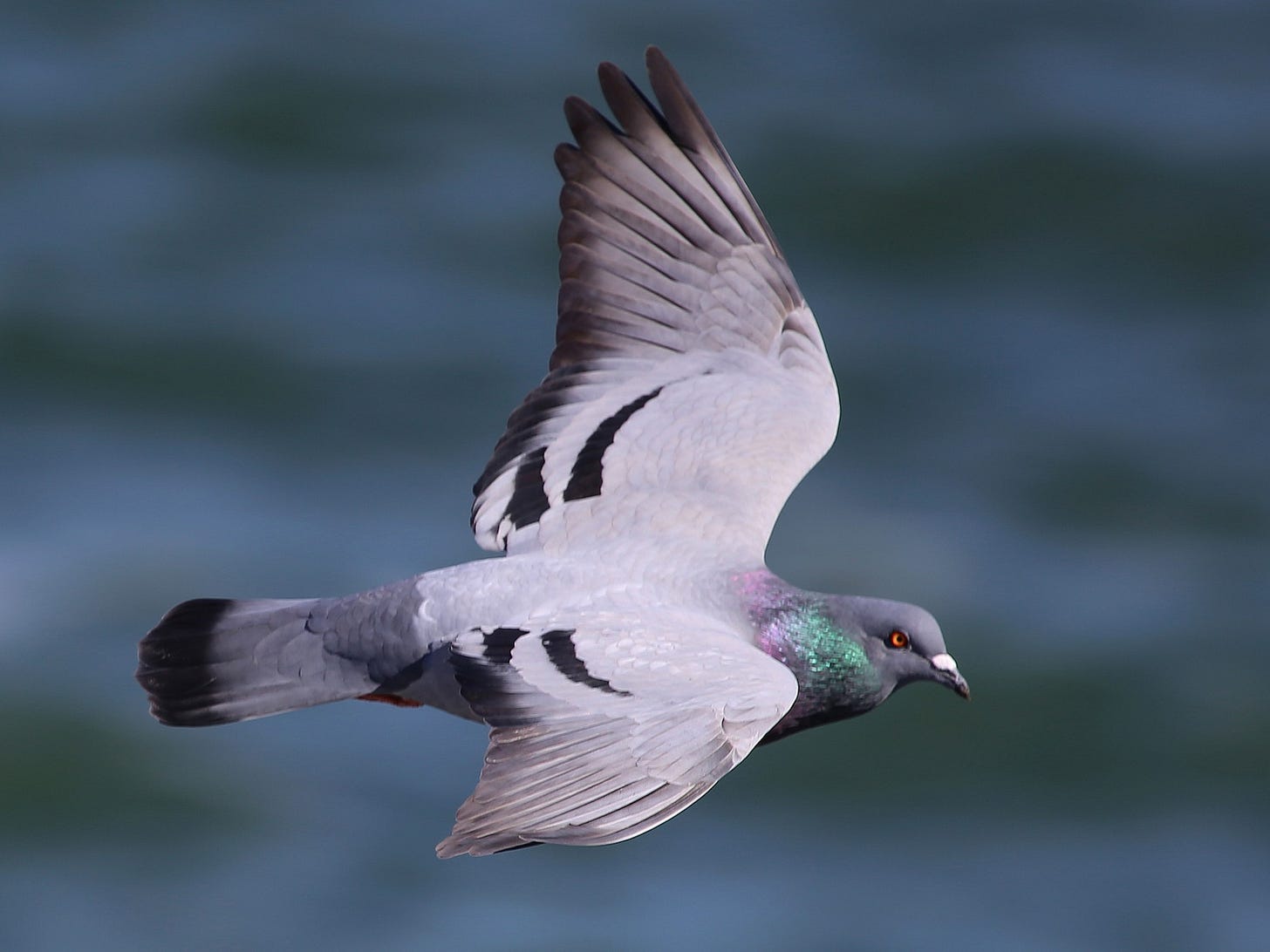 Rock Pigeon - eBird