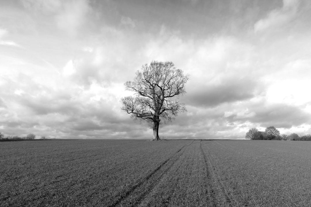 a lone tree stands in the middle of a field