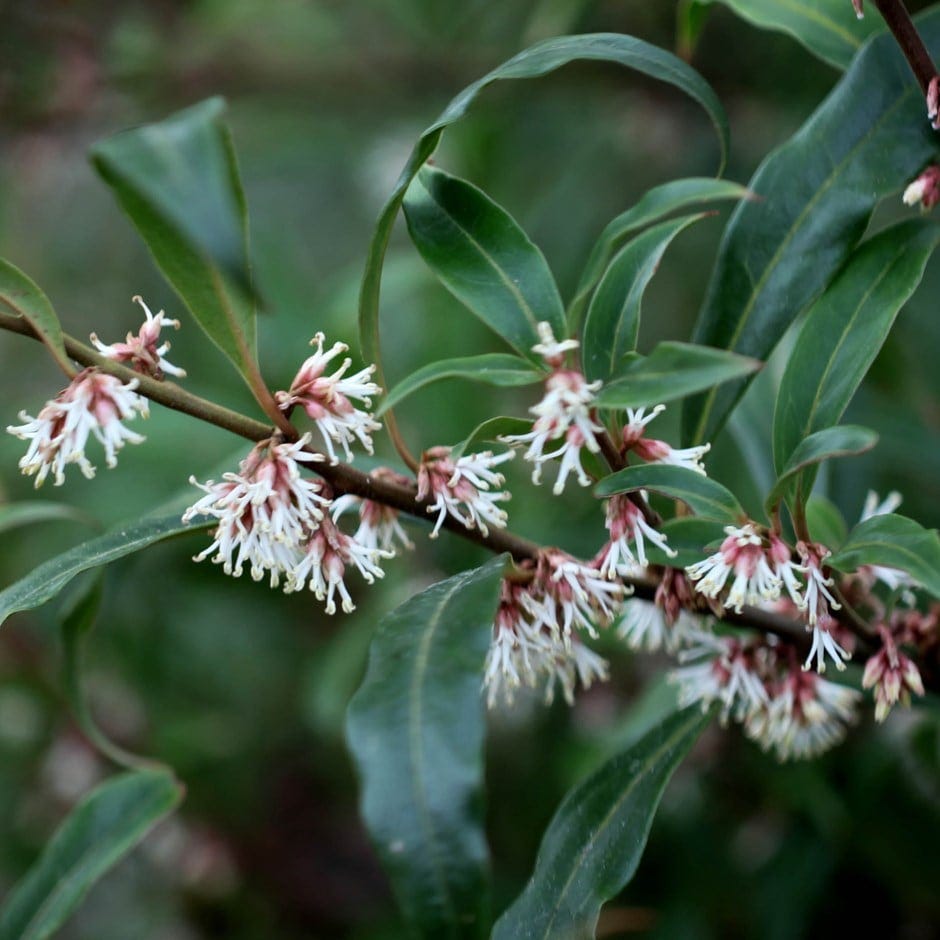 <i>Sarcococca hookeriana</i> var. <i>digyna</i>