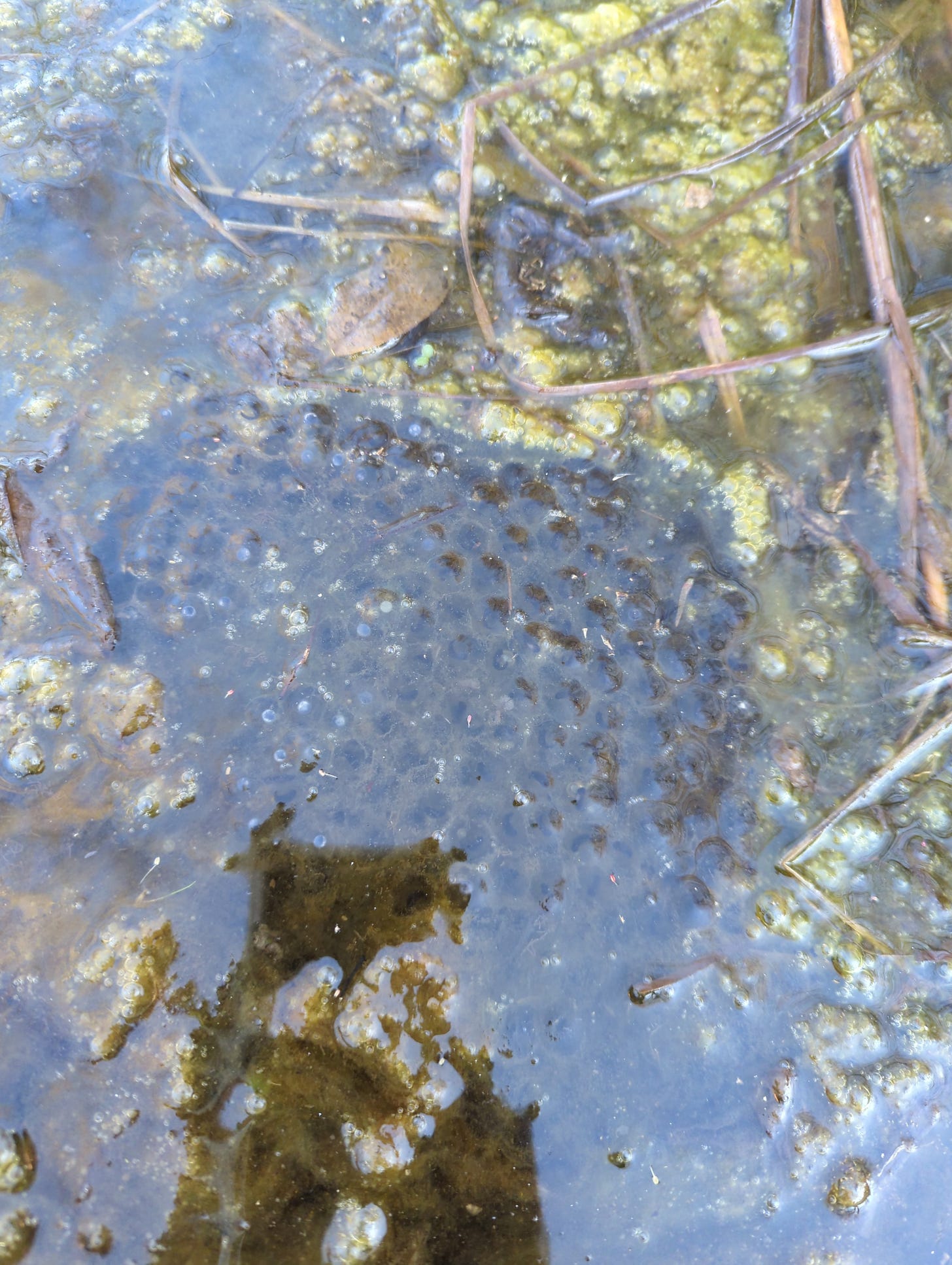 A wood frog egg mass in a vernal pool