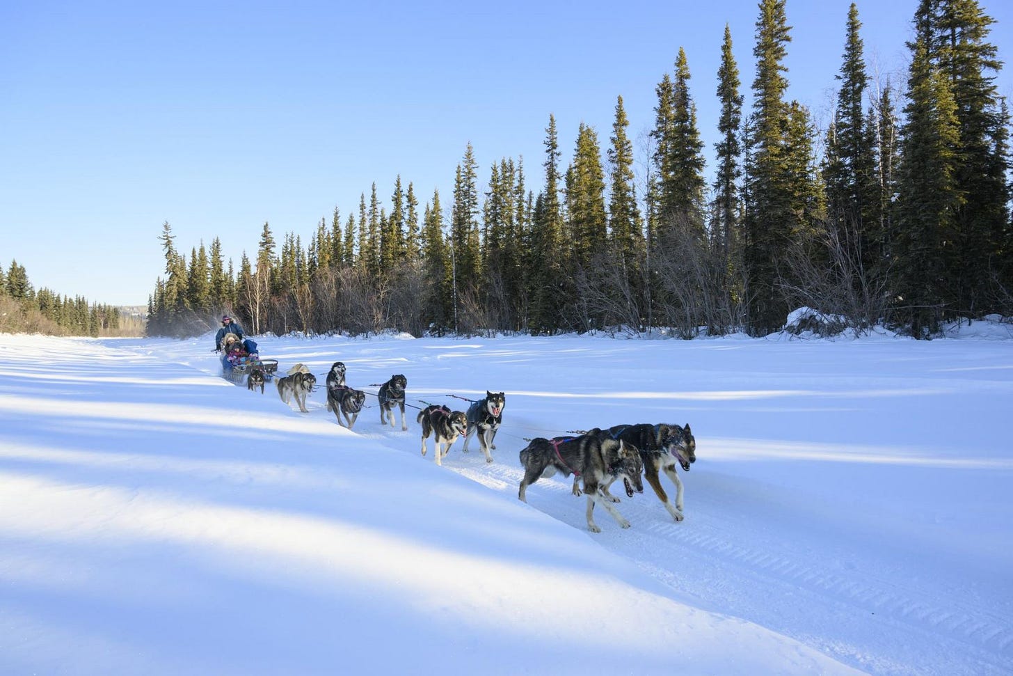 Dog Sledding in Alaska | Travel Alaska