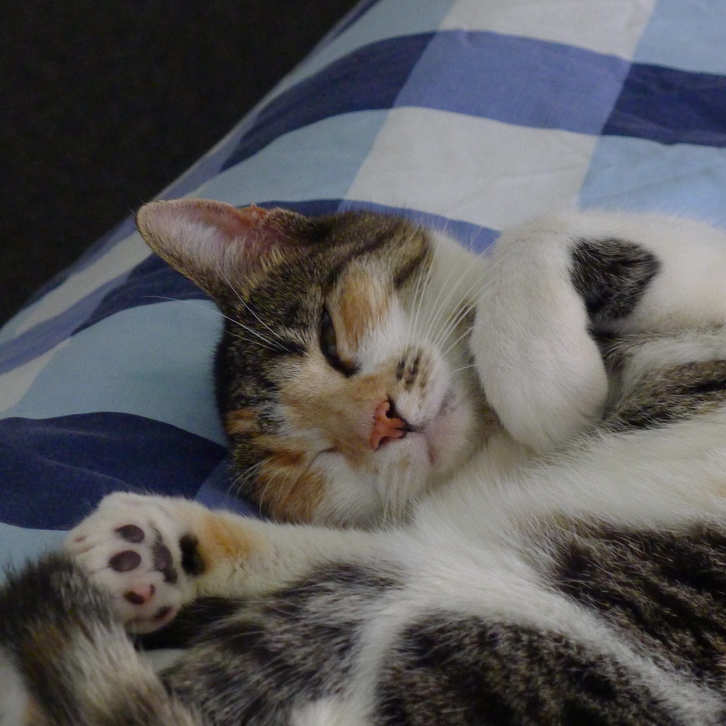 a cute cat half asleep on some duvet