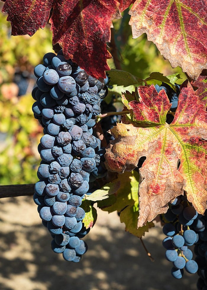 Zinfandel grapes ripening on the vine in Dry Creek Valley, Sonoma County, California, October 10, 2019. Photo by Frank Schulenburg, licensed under the Creative Commons Attribution-Share Alike 4.0 International license.