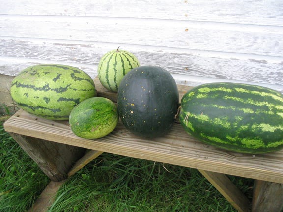 Watermelon varieties at GFF