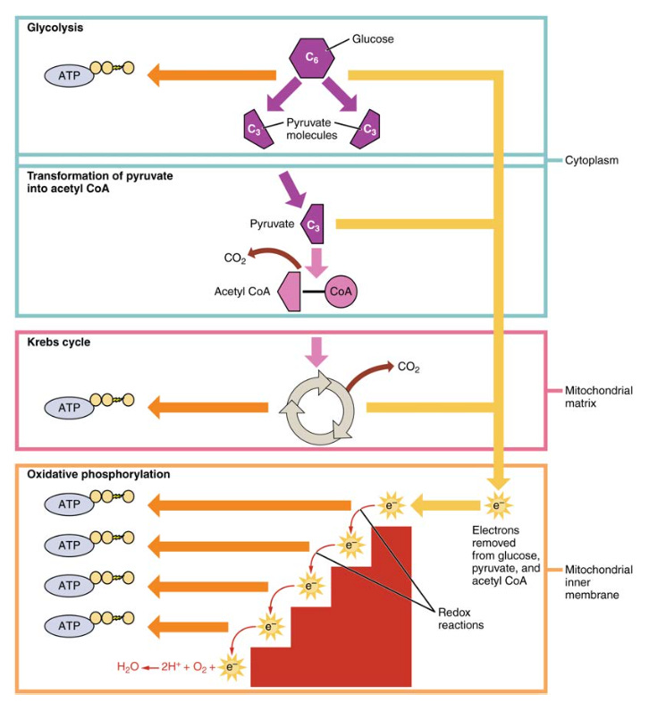 Nursing Guide infographic of the ATP energy cycle in metabolism