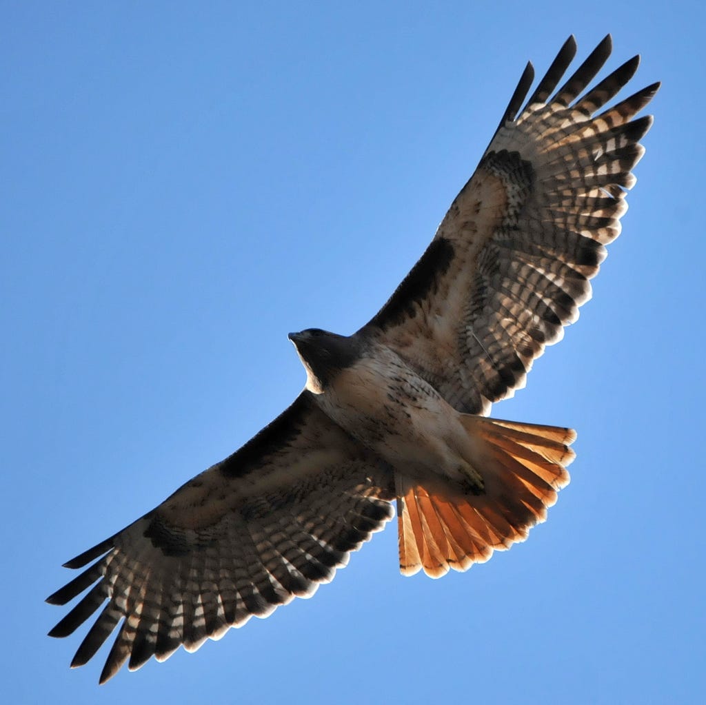 Red-tailed Hawk (Birds of San Diego County, California) · iNaturalist