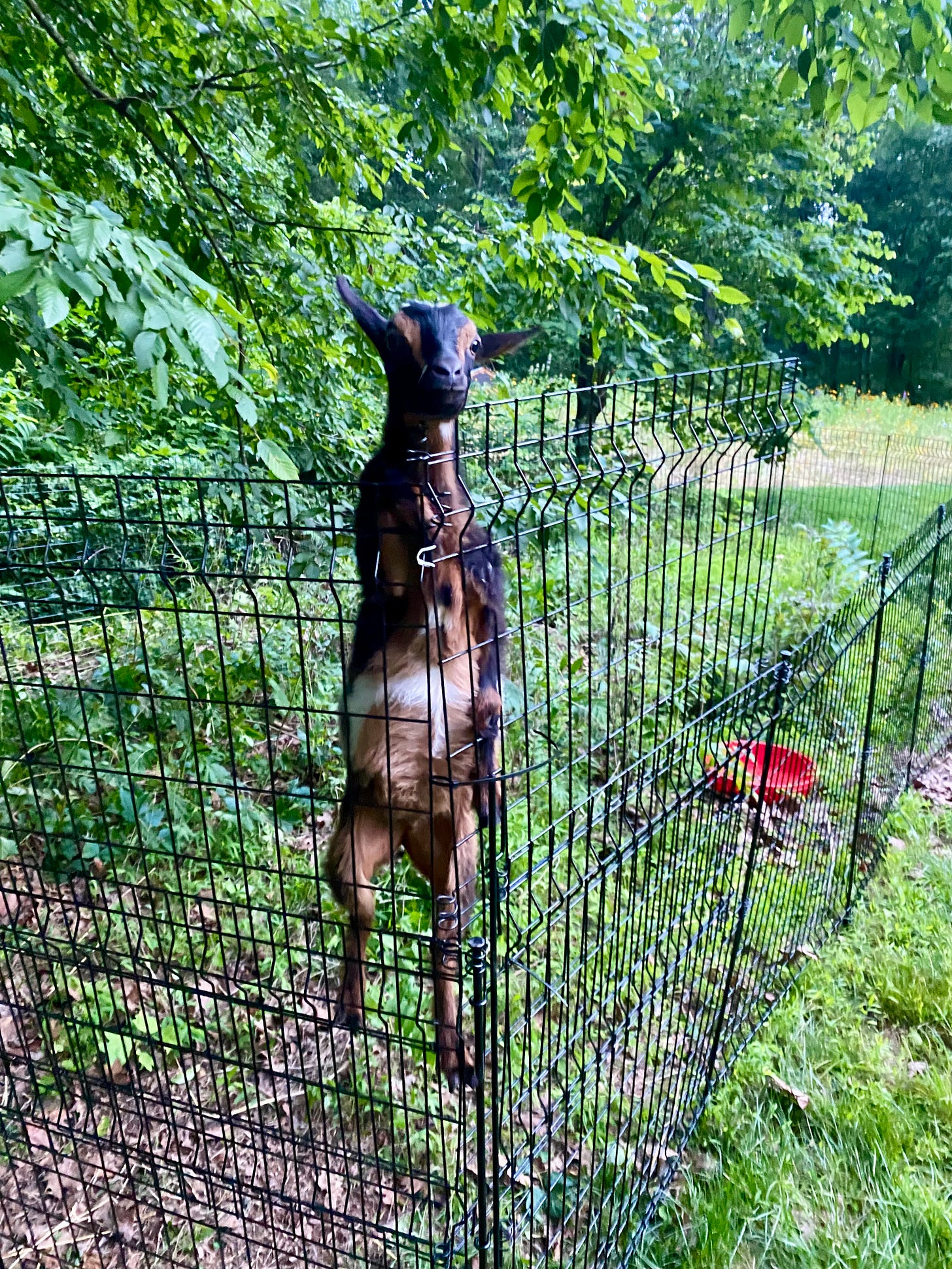 Brown goat scales fence