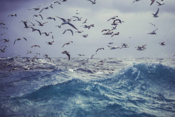 7,100+ Sea Bird In The Storm Stock Photos, Pictures & Royalty-Free Images -  iStock