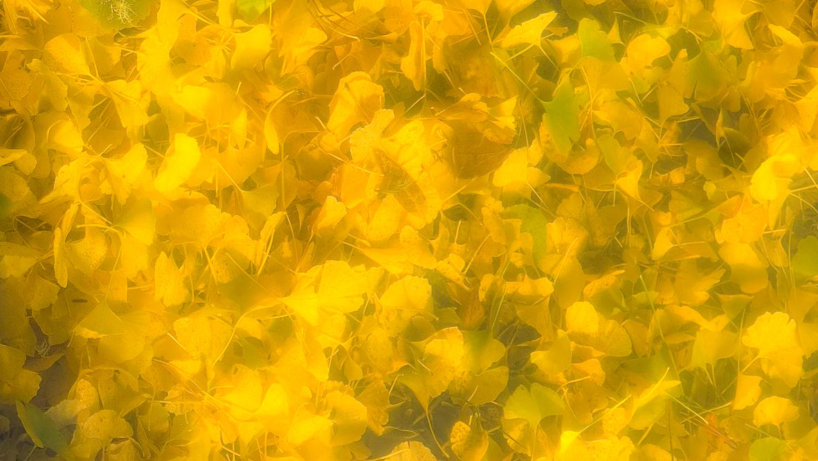 gingko-bg.jpg