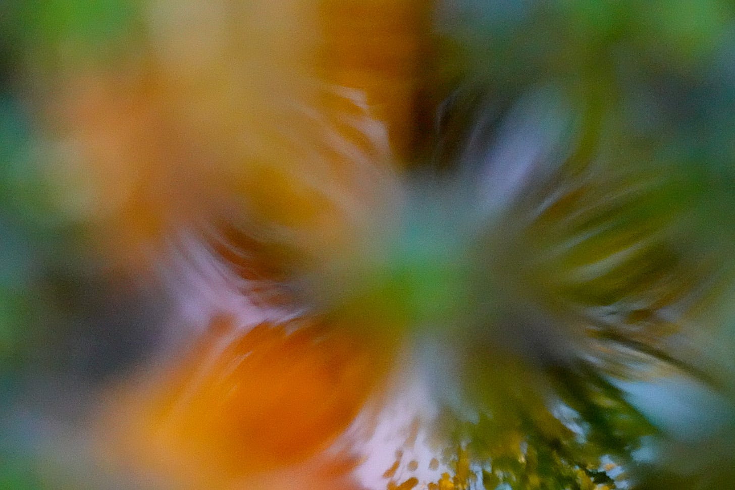 Autumn foliage reflected in the water of an old ditch