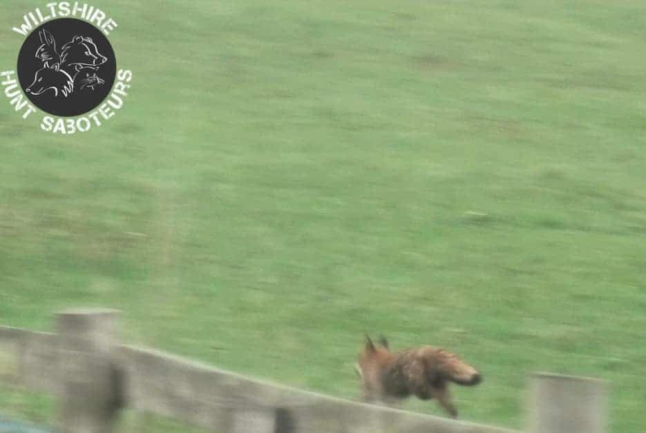 Beaufort Hunt hunts fox. via Wiltshire Sabs