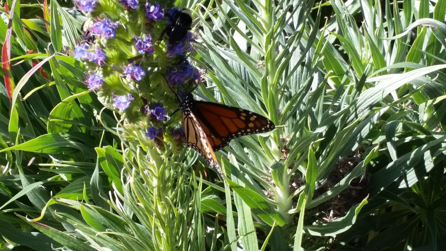 Monarch butterfly getting nectar from flowers