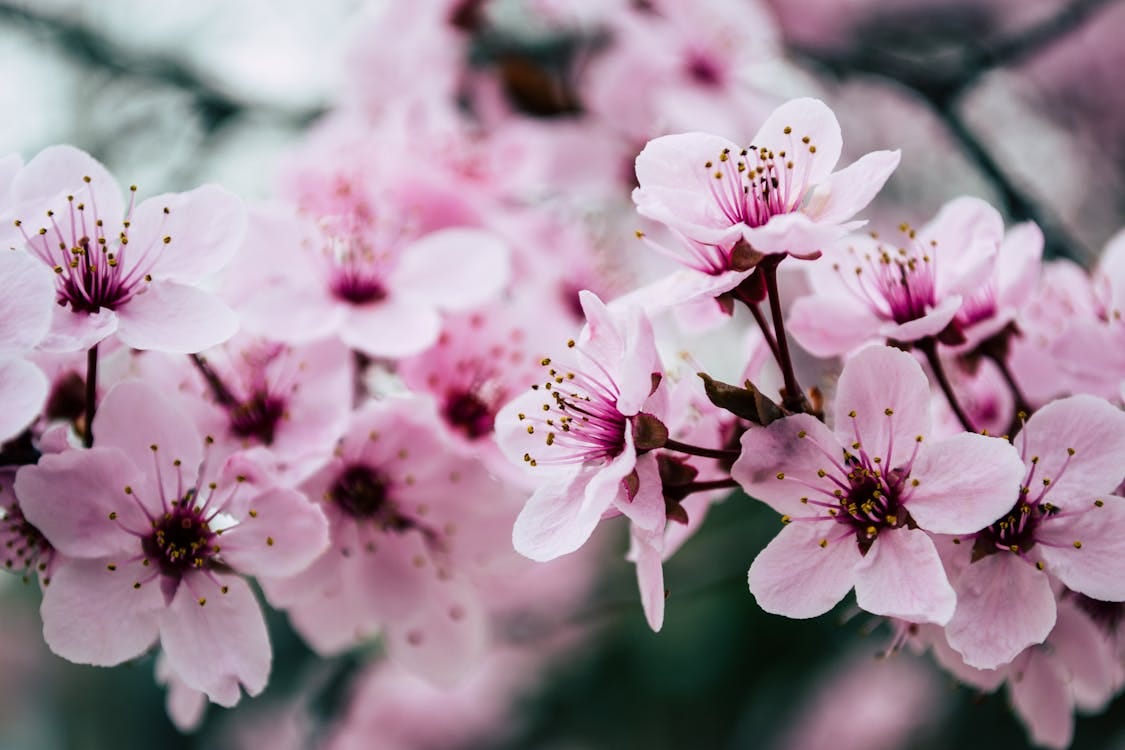 Free Vibrant close-up of pink cherry blossoms capturing spring's essence. Stock Photo Free Vibrant close-up of pink cherry blossoms capturing spring's essence. Stock Photo