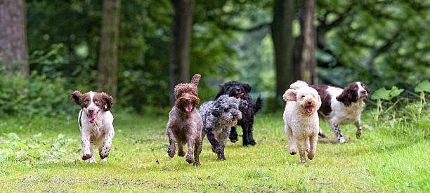 here come the girls... Happy bunch of dogs large group of dogs stock pictures, royalty-free photos & images