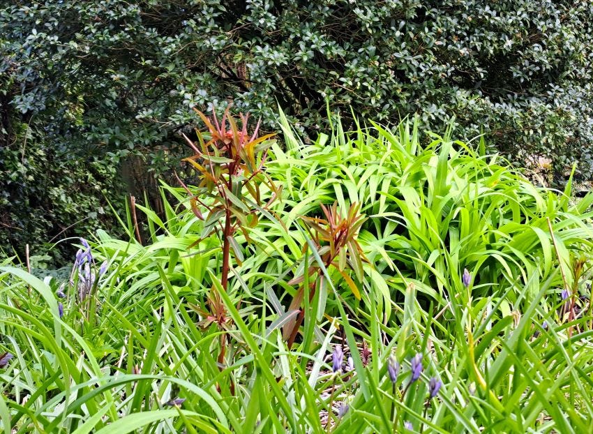 Euphorbia Fireglow at Veddw