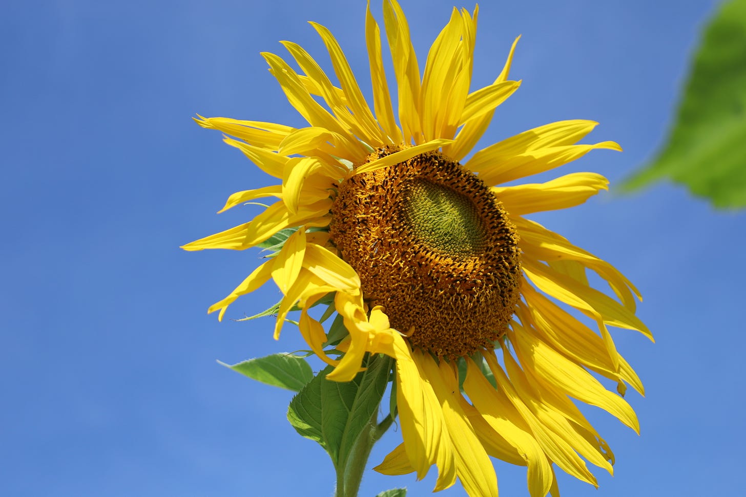 Sunflower and blue sky at the farm