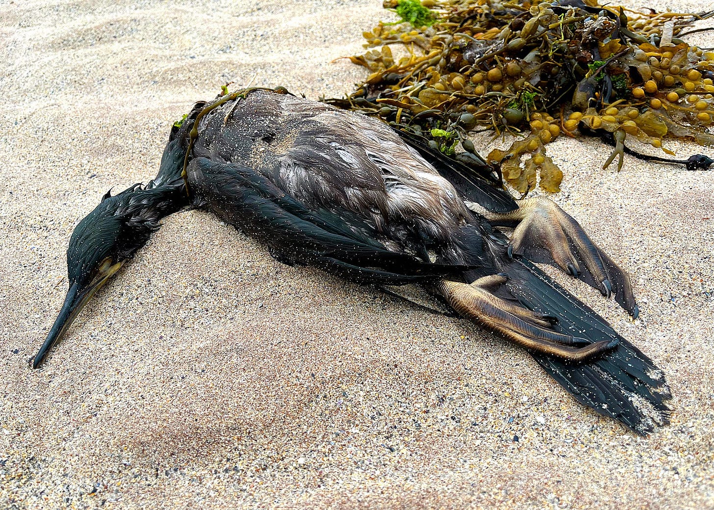 A wet, dead cormorant lies on a cream-ochre sand beach next to a small pile of mustard-green wrack seaweed, its webbed feet stick up from black tail feathers and grey-brown breast, the head and neck are at right angle to the bird