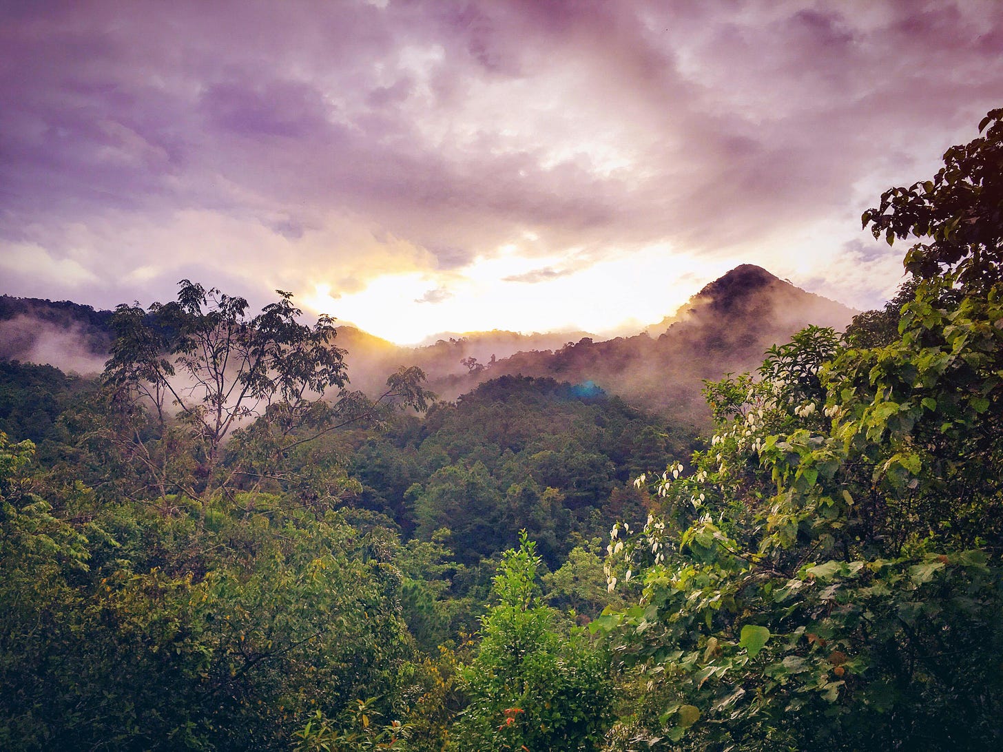 rainforest at sunset with moutains