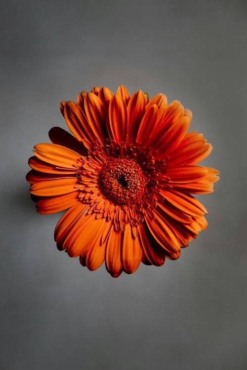 Orange daisy