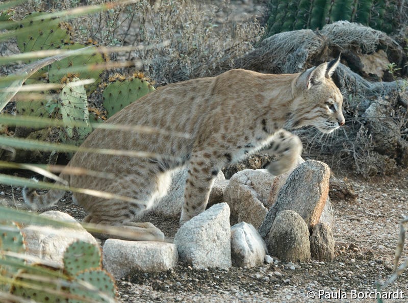 Bobcat in our yard, Tucson, AZ