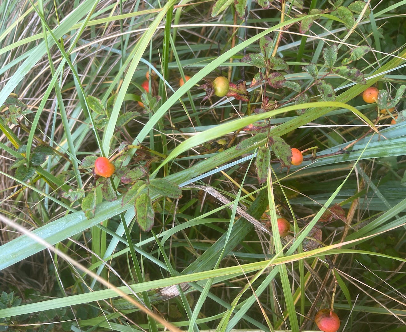 grass and rosehips covered in dew