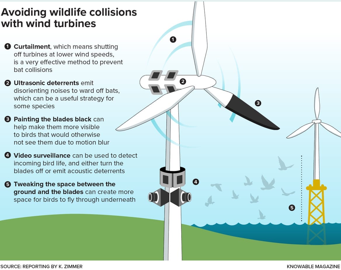 A graphic showing ways to prevent wildlife collisions with turbines, such as ultrasonic deterrents and painting blades black