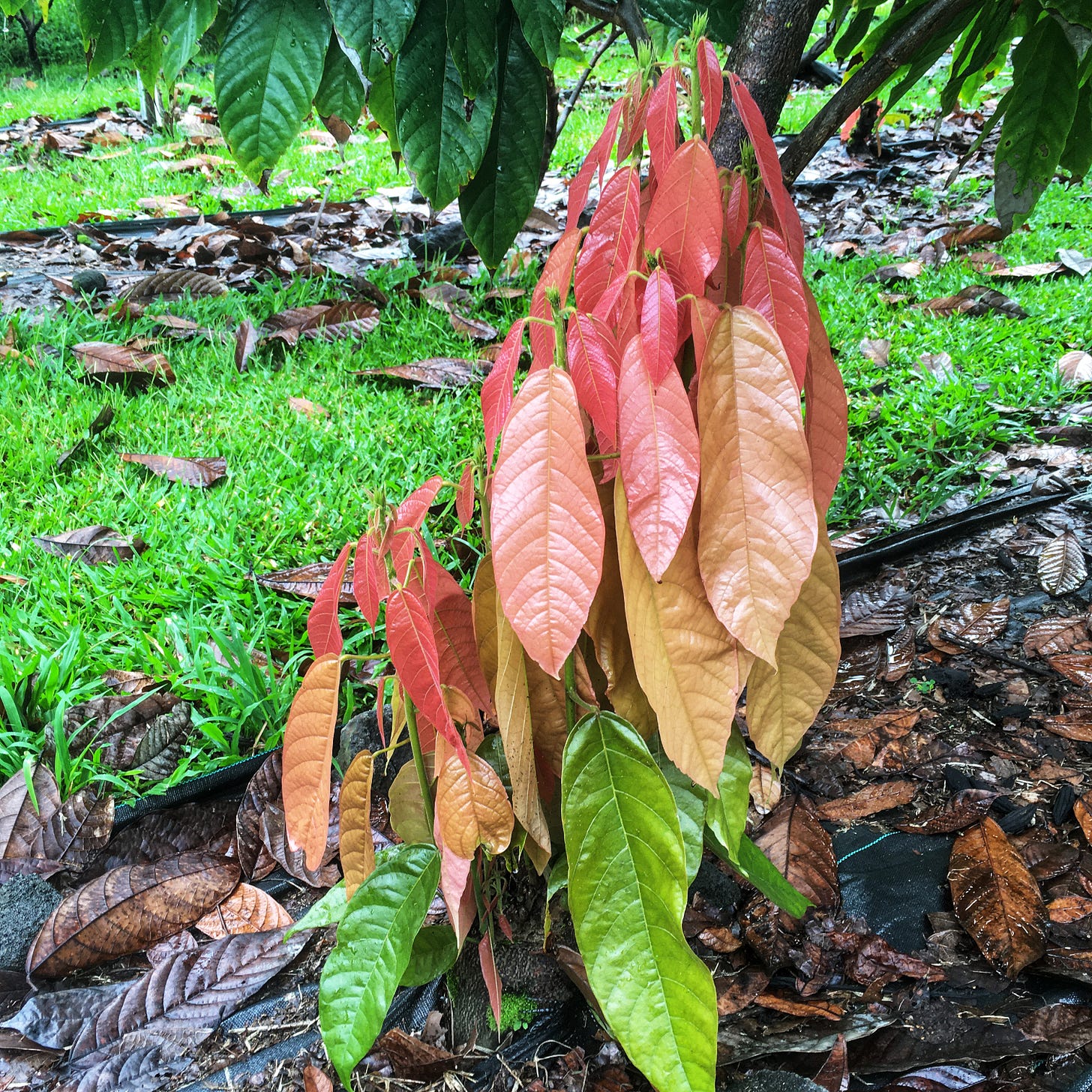 red and pink young cacao leaves on chupon