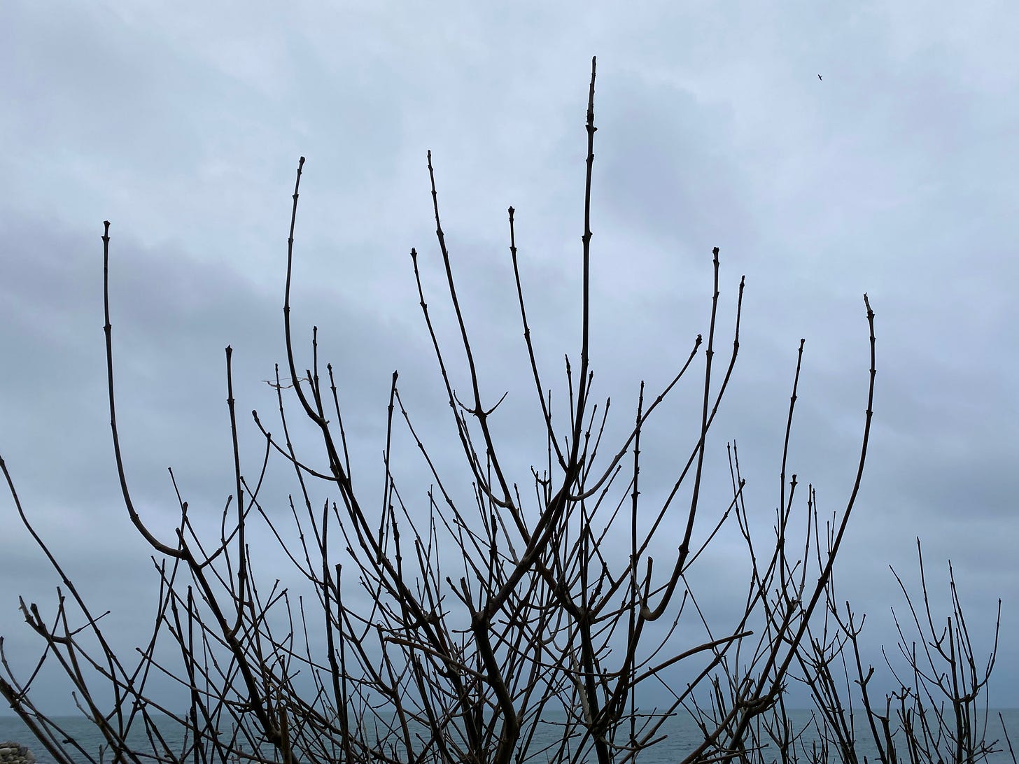 ash trees on the shore