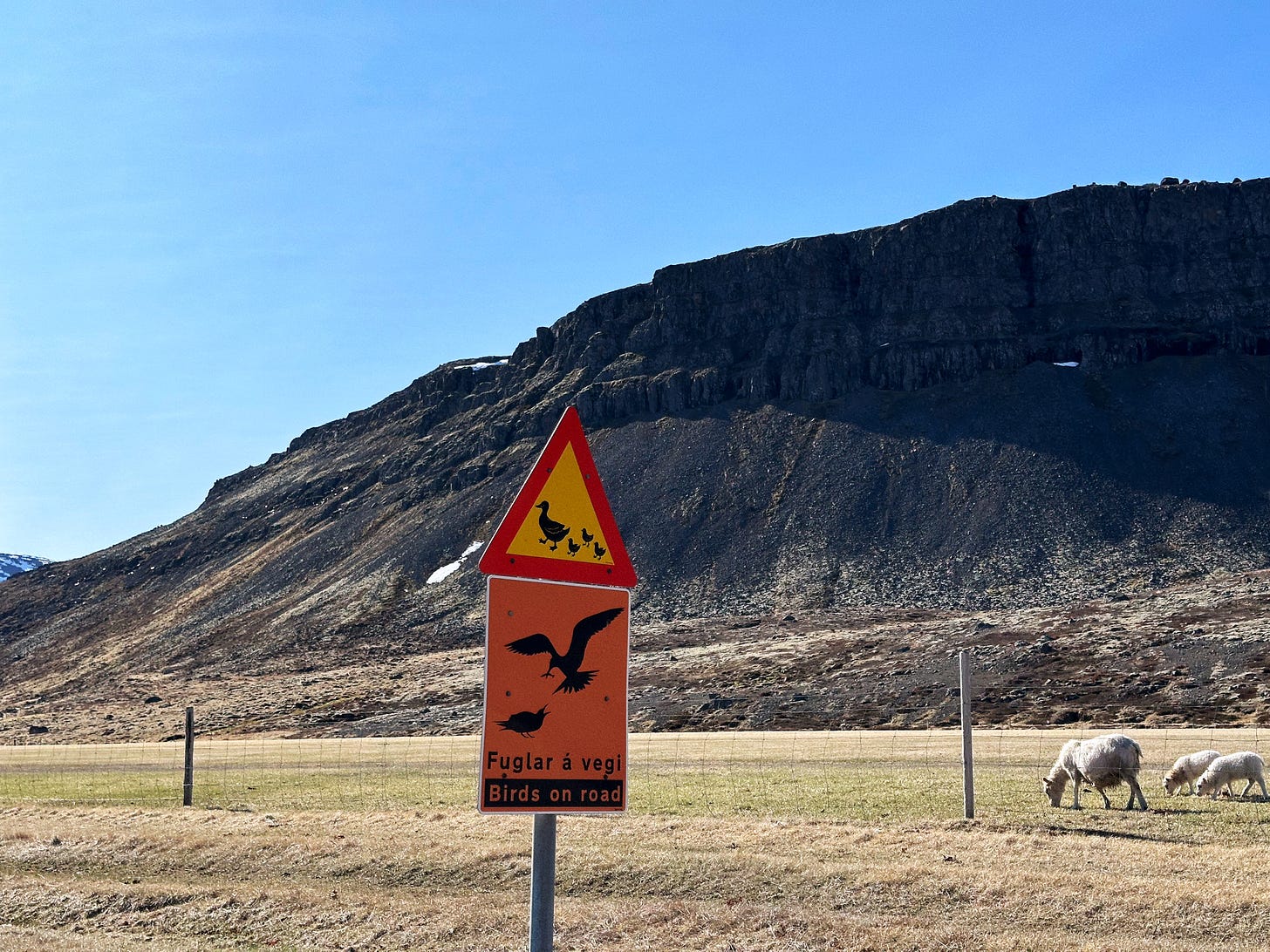 Two orange road signs warning drivers to watch out for baby birds on the road. A mother sheep with two baby lambs walk along the right side. 